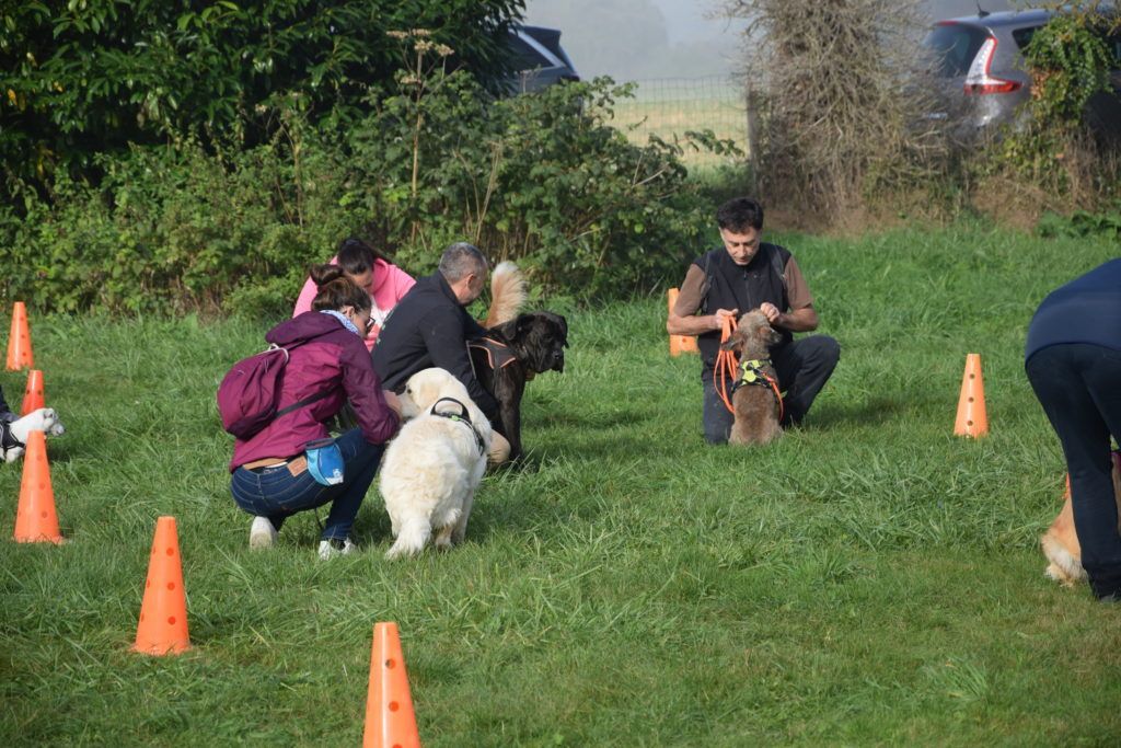 Club canin de la plaine de jouars educhien78 club canin yvelines 78 île-de-france école du chiot chien dressage dresseur educhien formation stages et formations canines agility obéissance clicker training cours d'éducation canine