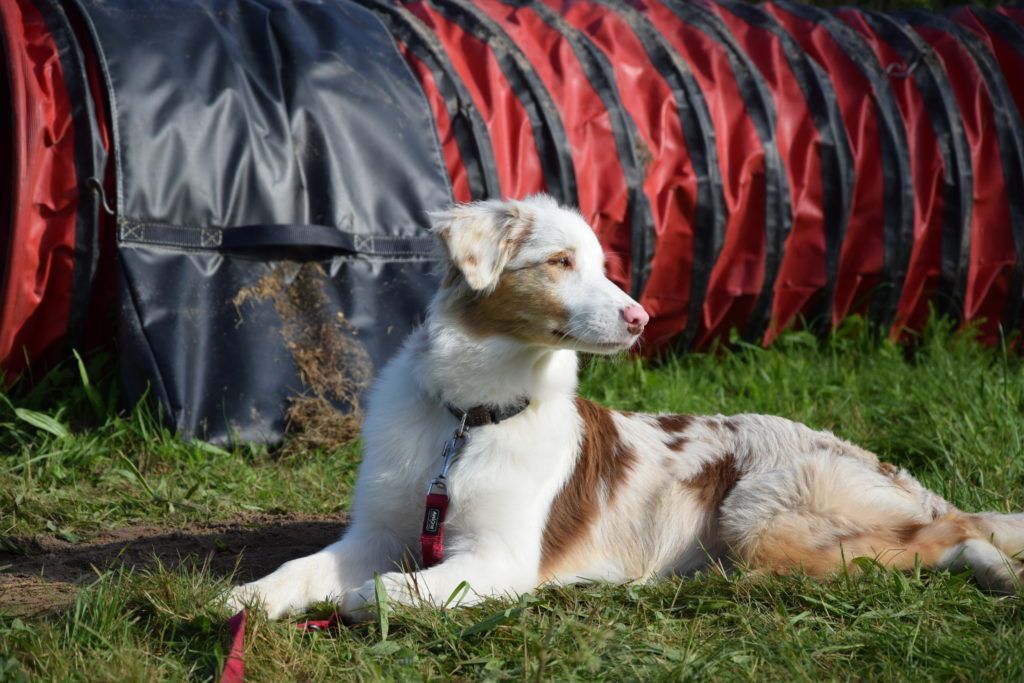 Club canin de la plaine de jouars educhien78 club canin yvelines 78 île-de-france école du chiot chien dressage dresseur educhien formation stages et formations canines agility obéissance clicker training cours d'éducation canine