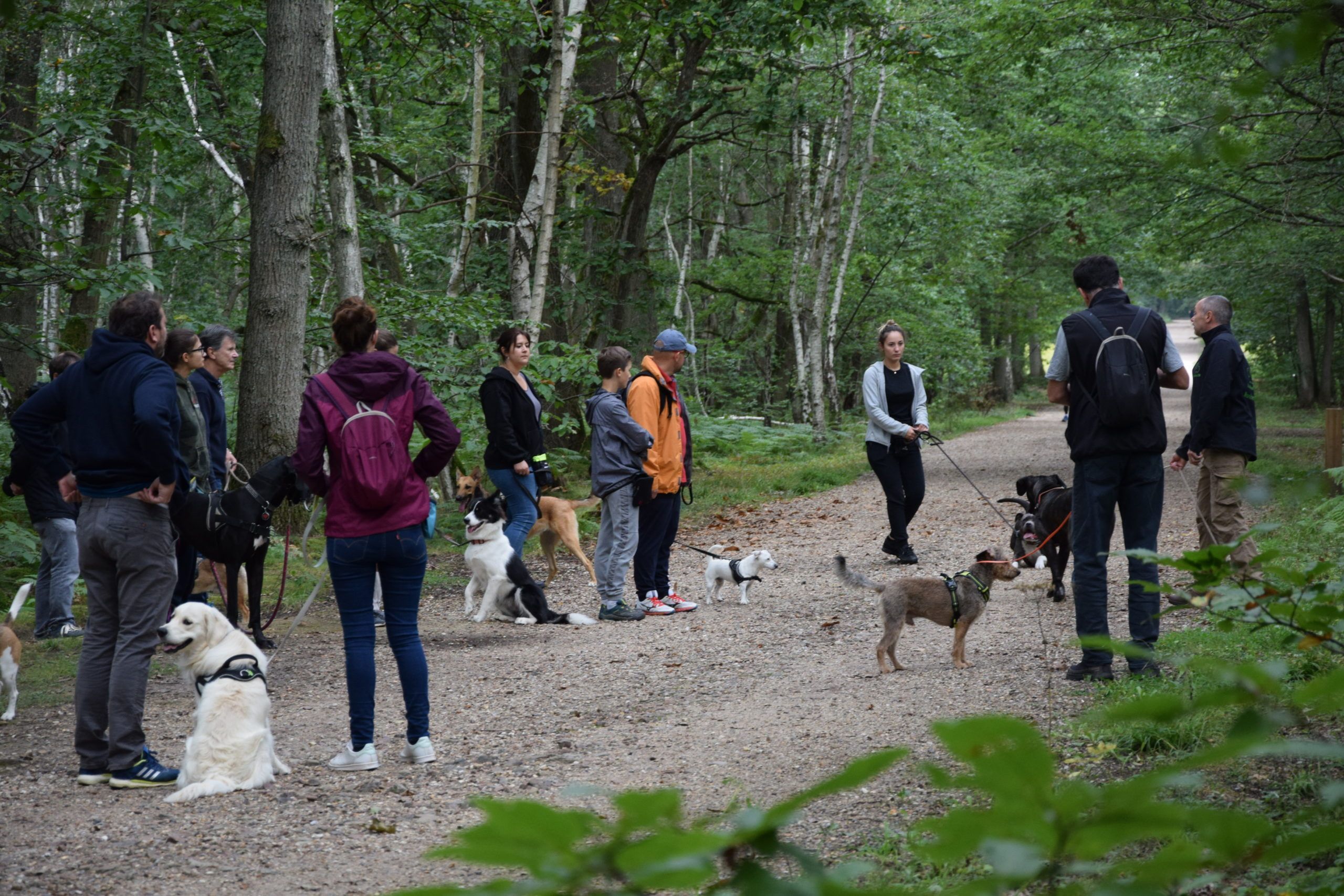 Stage intensif education canine île-de-france Jouars-pontchartrain Yvelines 78 Alexis bonnarang Educhien78 club canin de la plaine de jouars