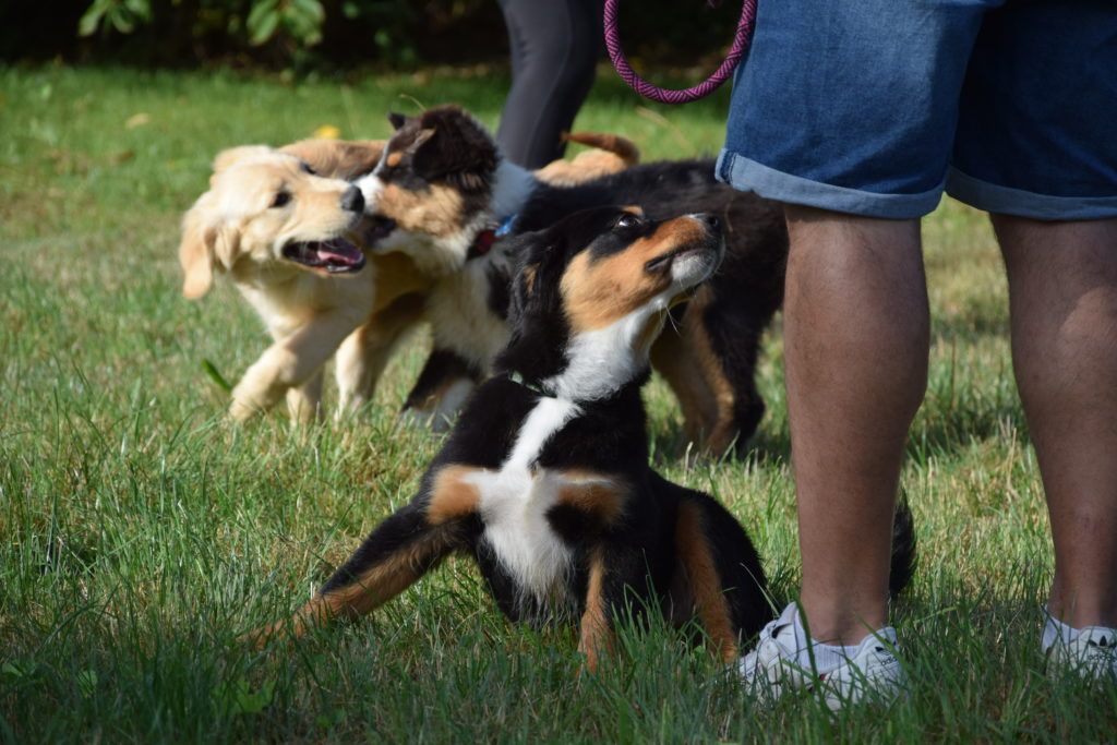 club canin de la plaine de jouars club canin yvelines dressage chien chiot école des chiots education du chiot île-de-france educhien78 educhien formation cours d'éducation canine 78 Alexis bonnarang leader de l'éducation canine dans les Yvelines Agility Obéissance education équilibrée positive Dresseur Educateur canin comportementaliste club canin familial stage et formation canine canicross stage intensif stage de recherche olfactive chien