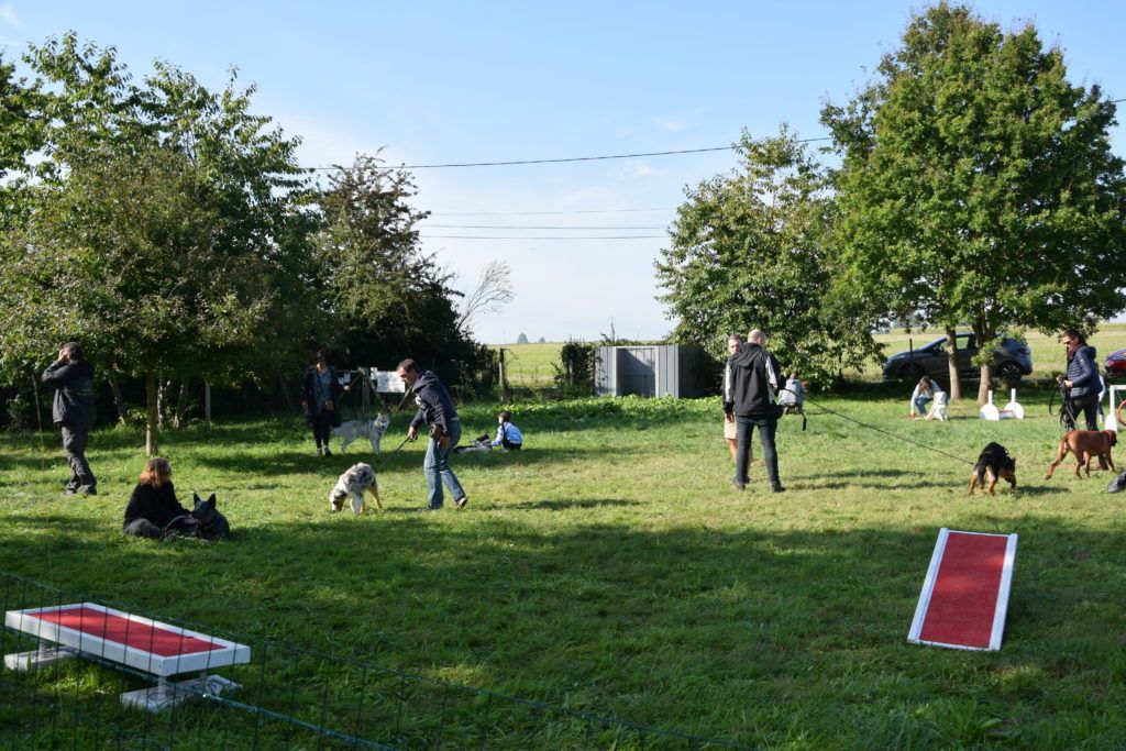 Club canin de la plaine de jouars educhien78 club canin yvelines 78 île-de-france école du chiot chien dressage dresseur educhien formation stages et formations canines agility obéissance clicker training cours d'éducation canine