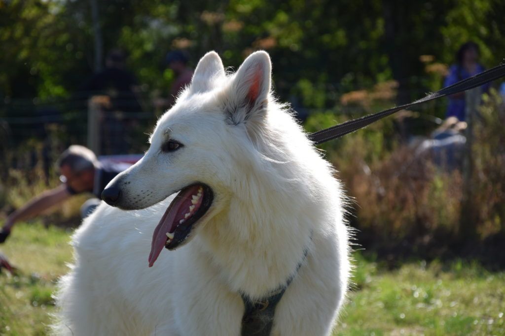 club canin de la plaine de jouars club canin yvelines dressage chien chiot école des chiots education du chiot île-de-france educhien78 educhien formation cours d'éducation canine 78 Alexis bonnarang leader de l'éducation canine dans les Yvelines Agility Obéissance education équilibrée positive Dresseur Educateur canin comportementaliste club canin familial stage et formation canine canicross stage intensif stage de recherche olfactive chien