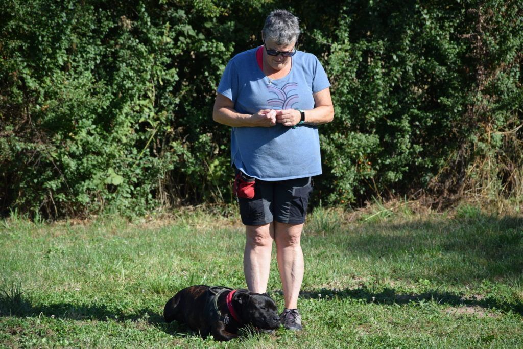 club canin de la plaine de jouars club canin yvelines dressage chien chiot école des chiots education du chiot île-de-france educhien78 educhien formation cours d'éducation canine 78 Alexis bonnarang leader de l'éducation canine dans les Yvelines Agility Obéissance education équilibrée positive Dresseur Educateur canin comportementaliste club canin familial stage et formation canine canicross stage intensif stage de recherche olfactive chien