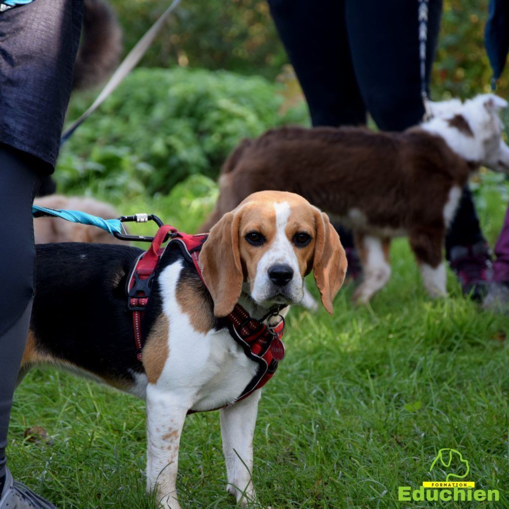 Canicross 2021 educhien78 club canin de la plaine de jouars club canin yvelines 78 île-de-france dog training Alexis bonnarang Educhien formation educateur canin comportementaliste Alexis bonnarang évènement canin journée internationale du chien