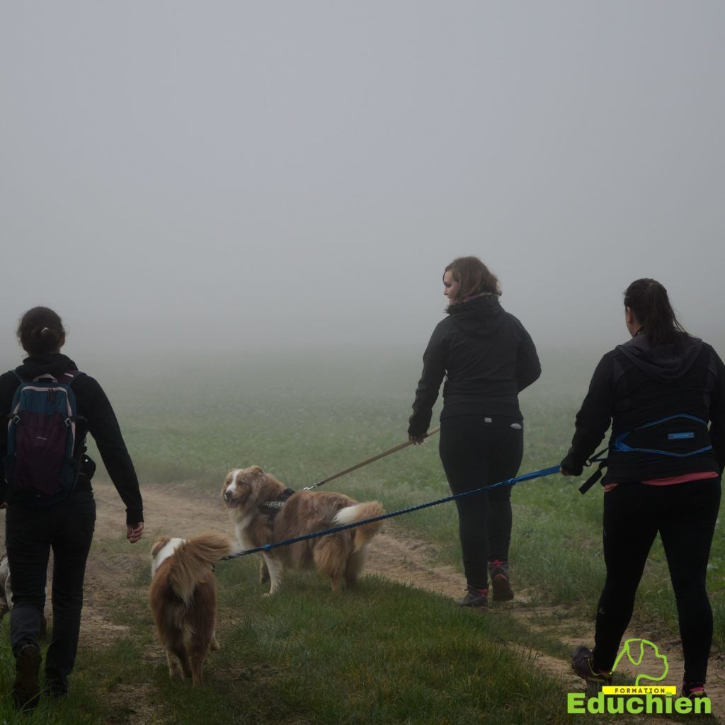 Canicross 2021 educhien78 club canin de la plaine de jouars club canin yvelines 78 île-de-france dog training Alexis bonnarang Educhien formation educateur canin comportementaliste Alexis bonnarang évènement canin journée internationale du chien