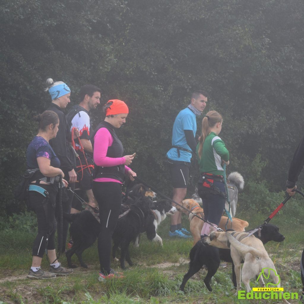 Canicross 2021 educhien78 club canin de la plaine de jouars club canin yvelines 78 île-de-france dog training Alexis bonnarang Educhien formation educateur canin comportementaliste Alexis bonnarang évènement canin journée internationale du chien