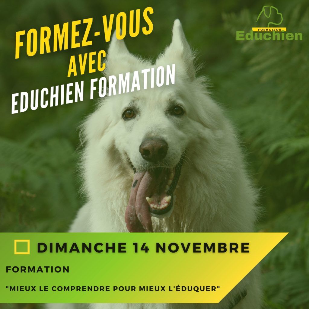 stage et formation canine educhien78 educhien formation alexis bonnarang educateur cani comportementaliste comportement du chien chiot évolution du chien évolution du chiot chien réactif accueil du chiot