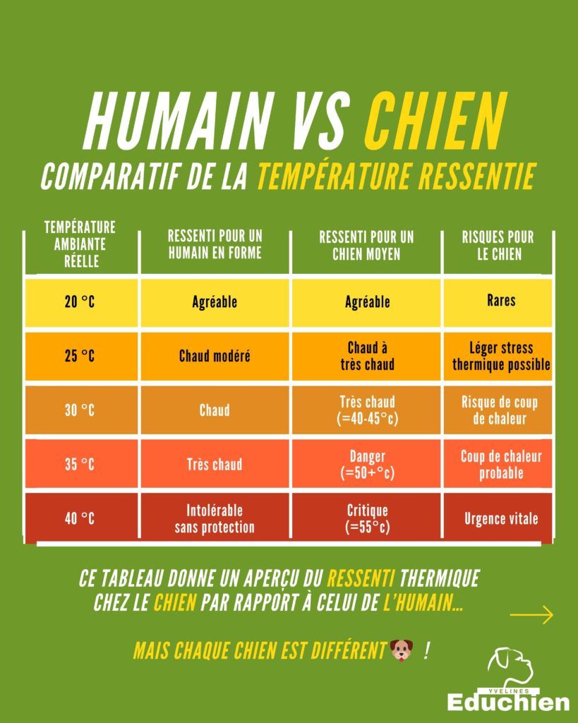 Tableau comparatif de la température ressentie d'un chien . Humain VS CHIEN