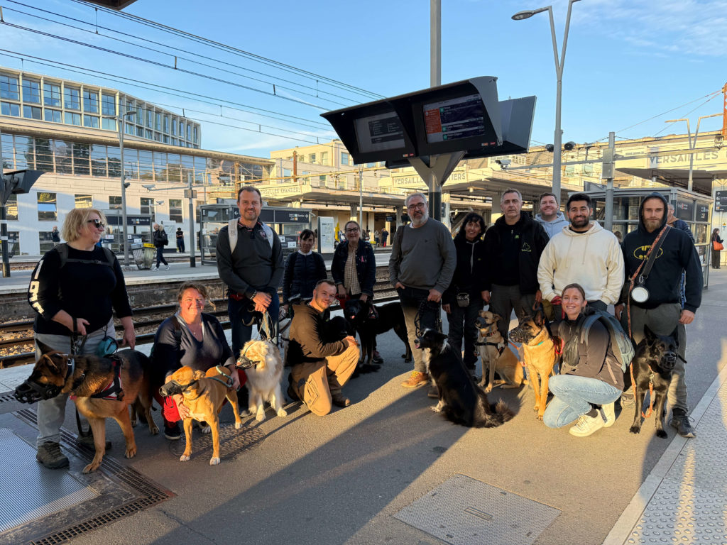 Chiens du groupe des experts du Club Canin de la Plaine de Jouars d’EDUCHIEN en promenade éducative dans les rues de Versailles, travaillant la marche en laisse et la concentration au milieu des passants et du trafic urbain.